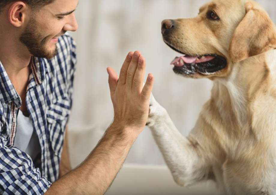 Un cane batte il cinque con il proprio padrone