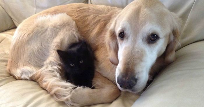 Un cane che abbraccia un gatto che dorme