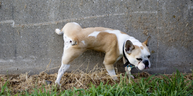 Un cane che fa la pipì su un muro