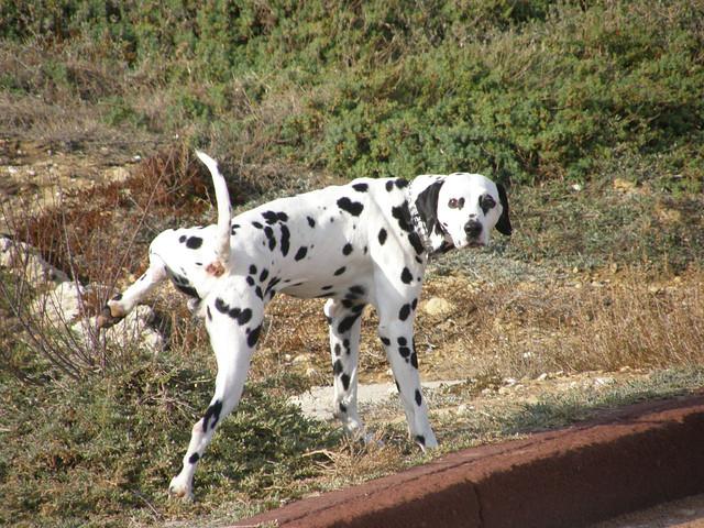 Un cane che fa la pipì