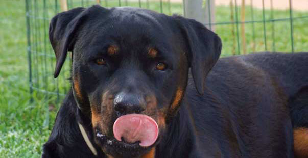 Un cane che si lecca le labbra