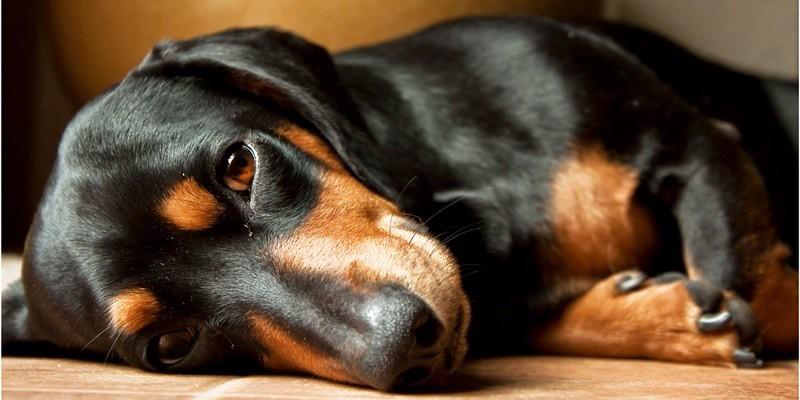 Un cane che si riposa