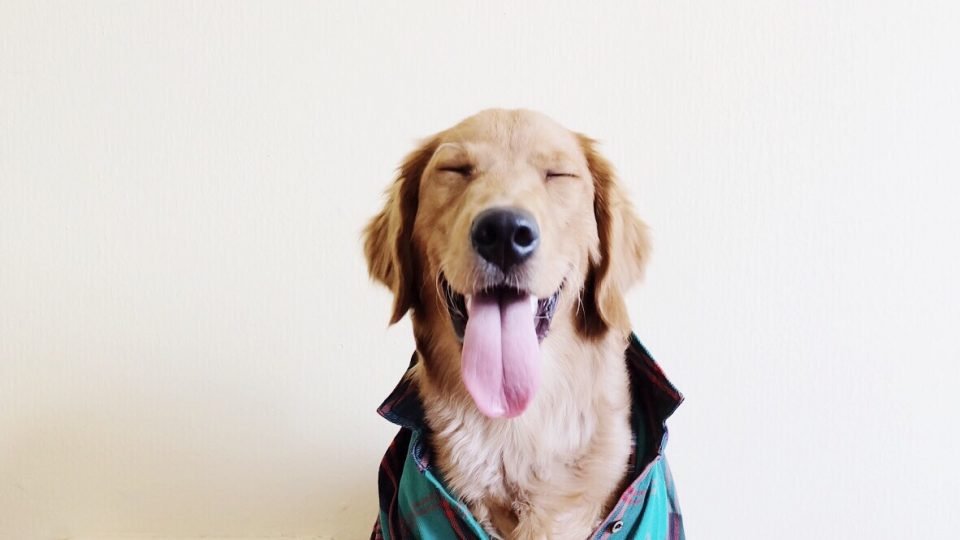 Un cane che sorride