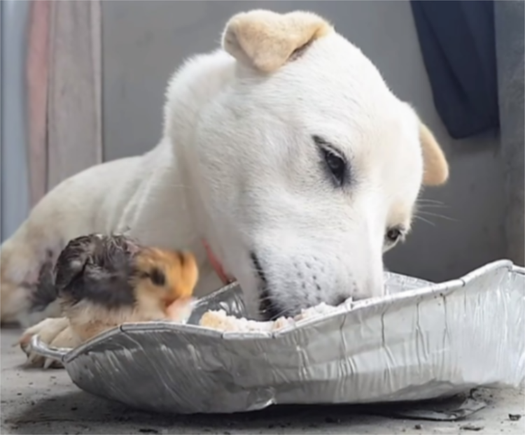 Un cane e un pulcino condividono il pasto