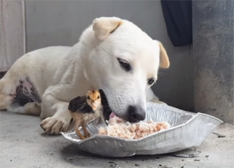 Un cane e un pulcino mangiano insieme