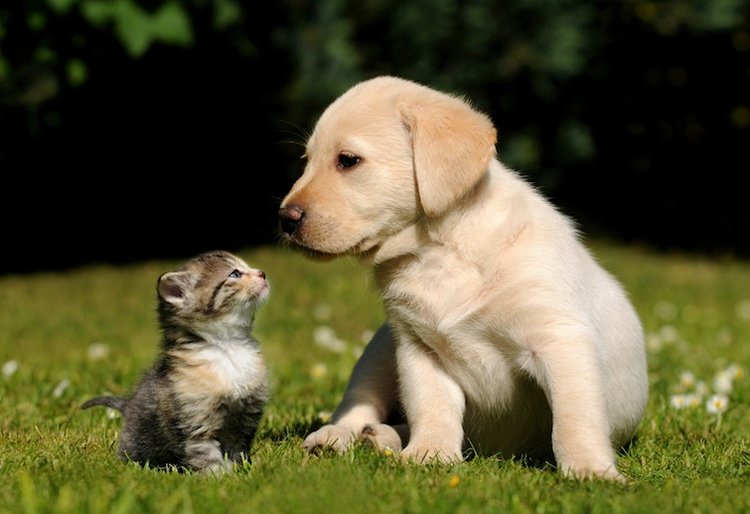 Un cucciolo di cane con un cucciolo di gatto