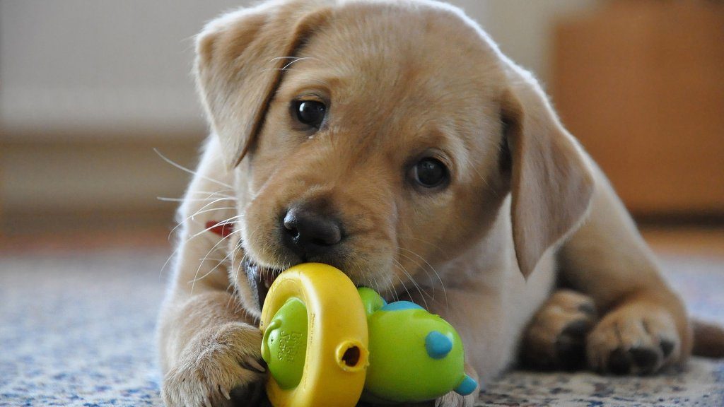 Un cucciolo di cane che gioca