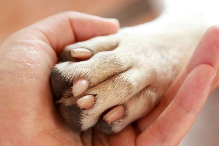 Zampa di un cane nella mano di un uomo