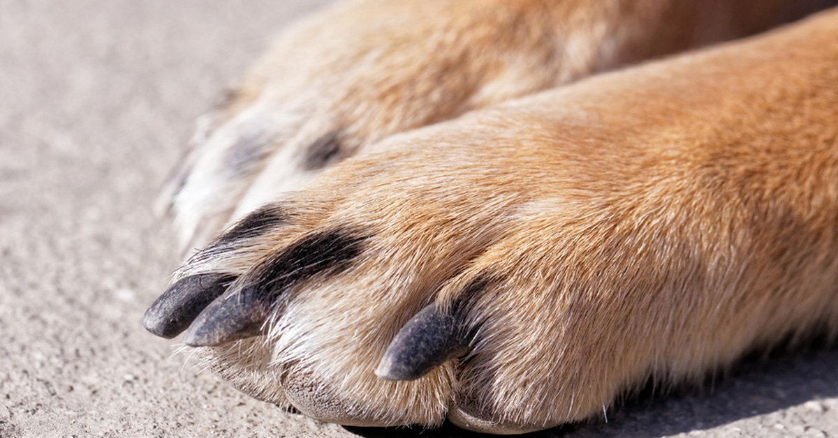 Come e quando proteggere le zampe dei cani dall’asfalto rovente