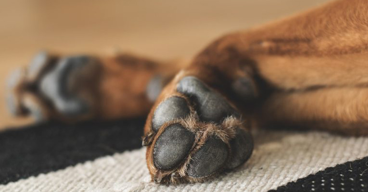 Le zampe del cane odorano di popcorn: ma perchè?