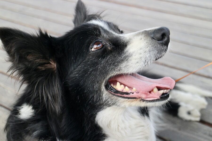 cane adulto che età ha