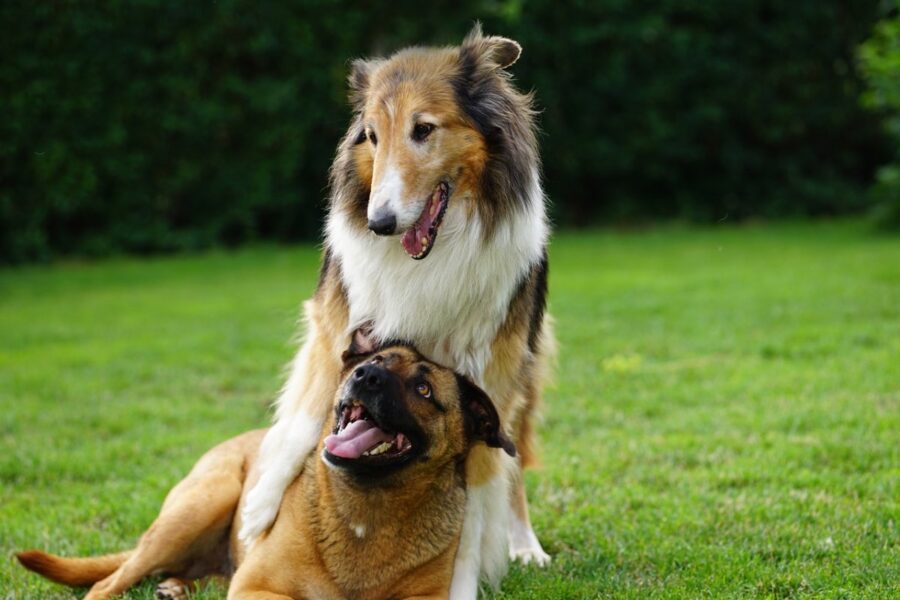 cani adulti giocano alla loro età