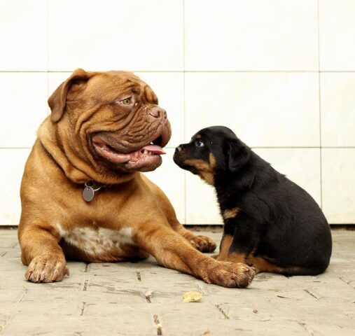 A che età i cani diventano davvero adulti e come capirlo?