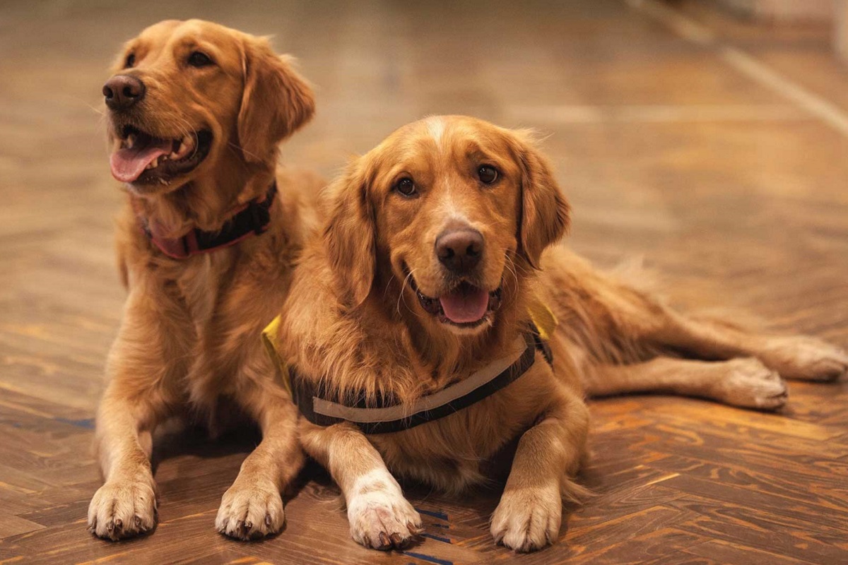 cani golden retriever