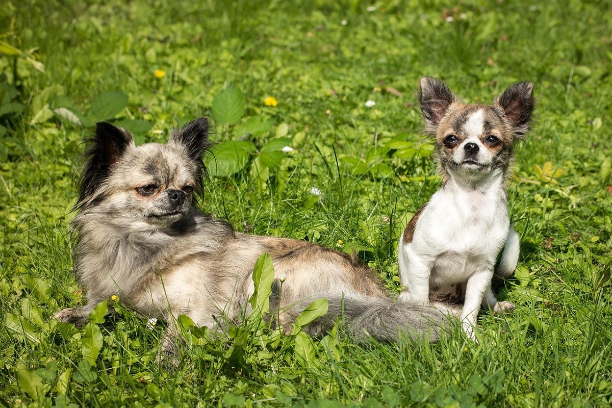 cani in campagna