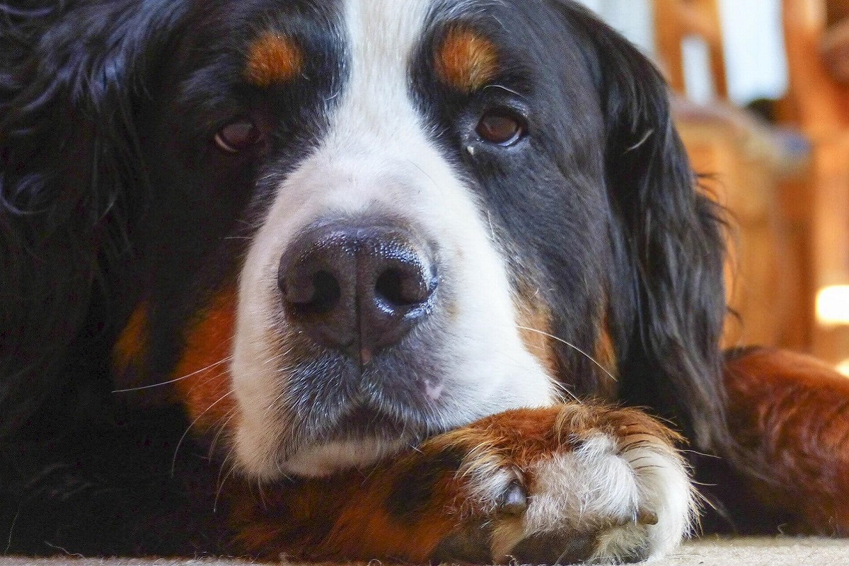 cane marrone, nero e bianco