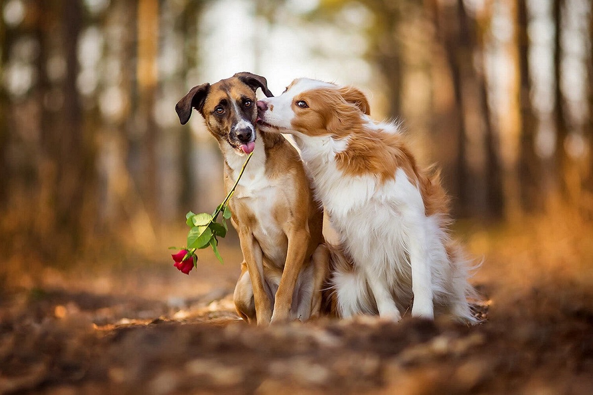 corteggiamento dei cani