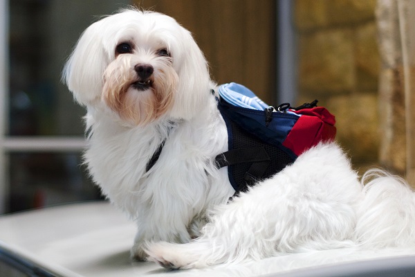 cane maltese