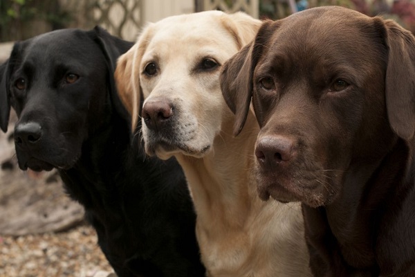 tre cani labrador