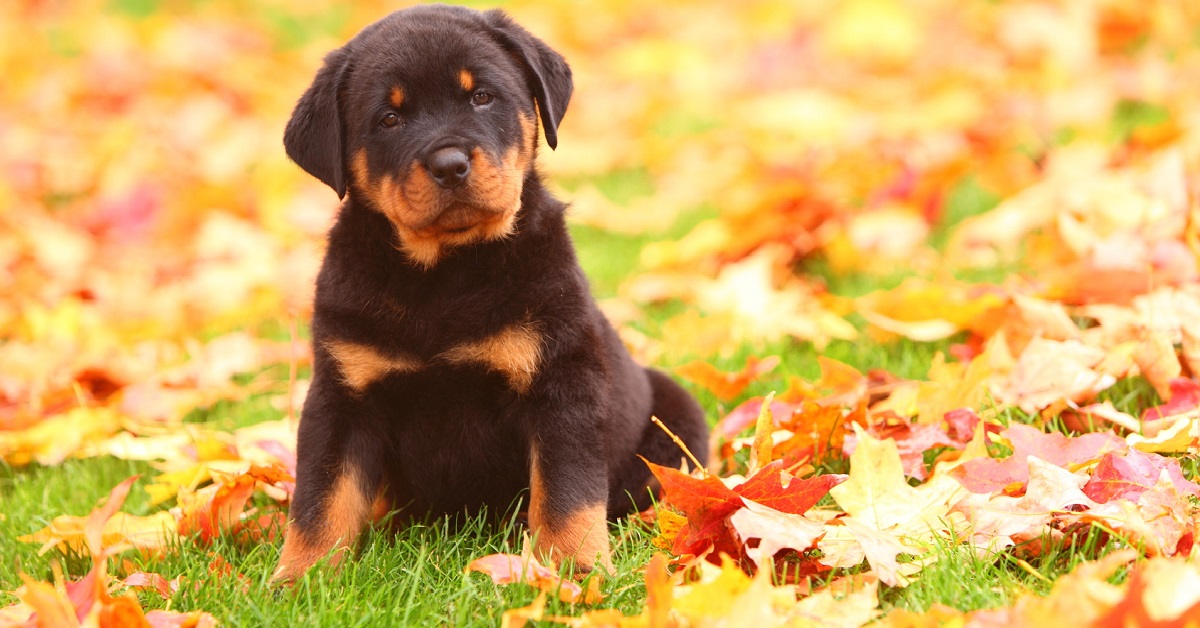 cucciolo di cane su prato in autunno