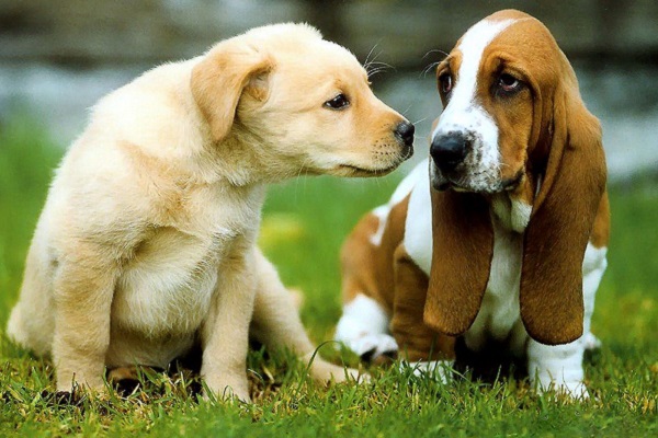 beagle e cucciolo di cane labrador