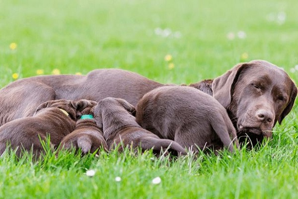 cagna e cuccioli