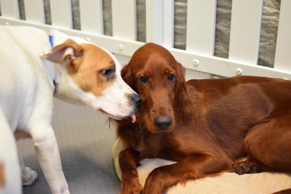 A che età i cani vanno in calore?