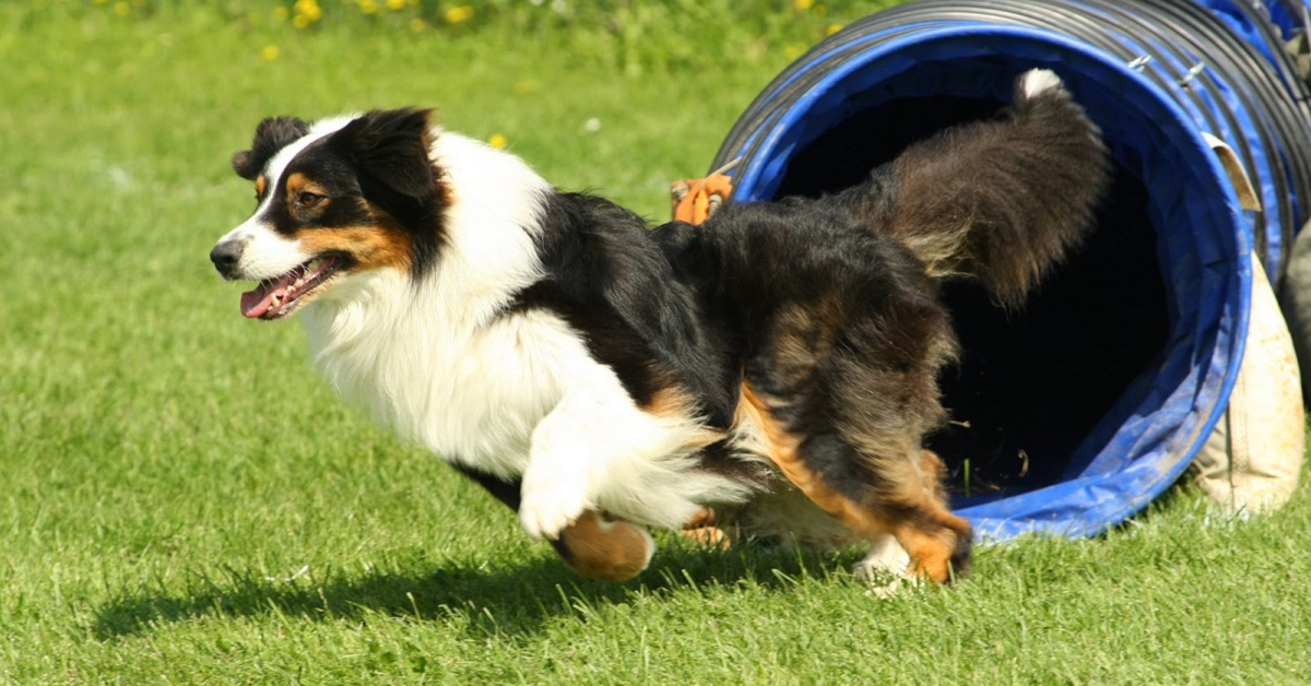 A che età il cane smette di giocare?