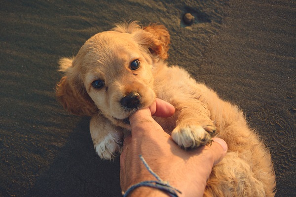 cane che mordicchia