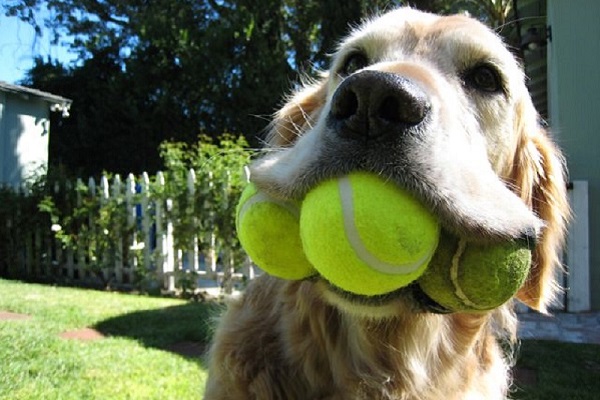 cane con tre palline