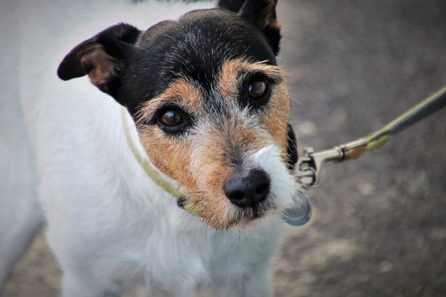 cane al guinzaglio