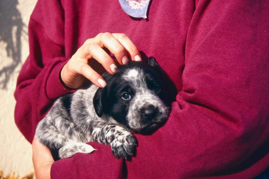 cucciolo di cane amato