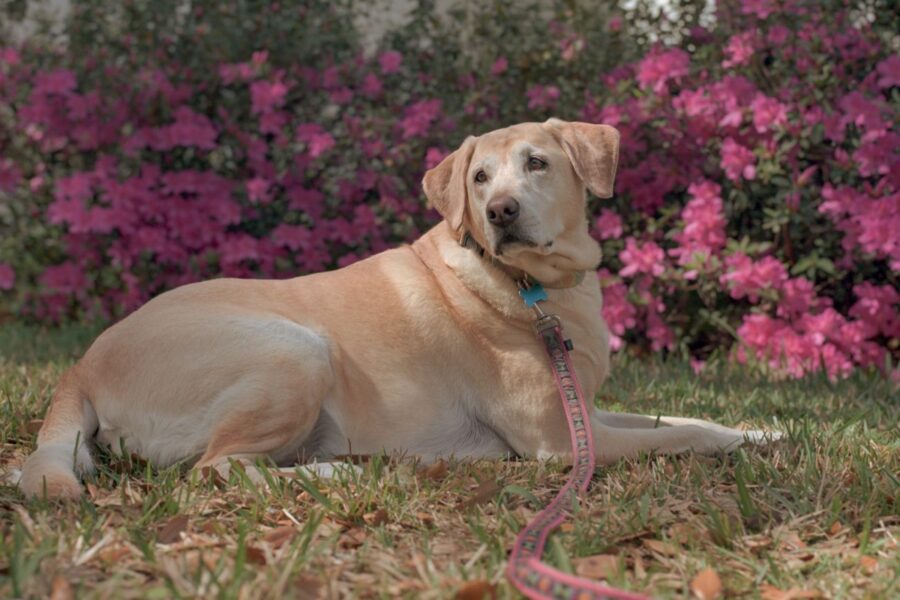 cane labrador