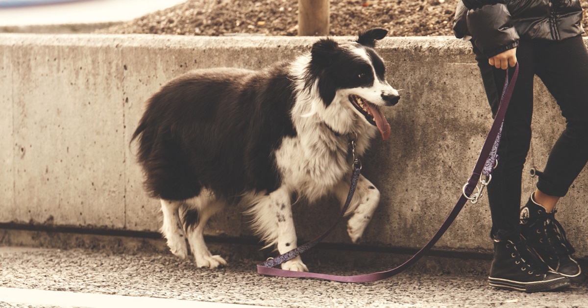 Come Abituare Un Cane Al Guinzaglio