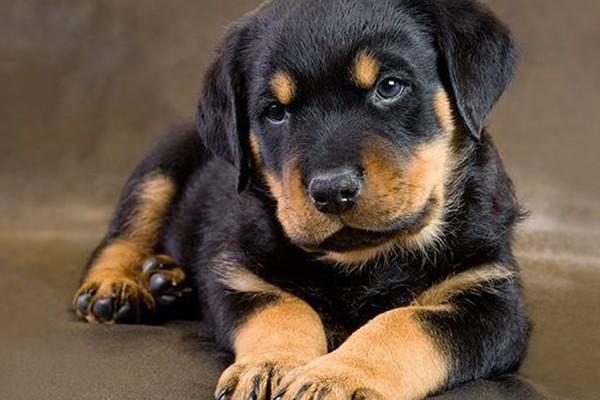 un cucciolo di rottweiler