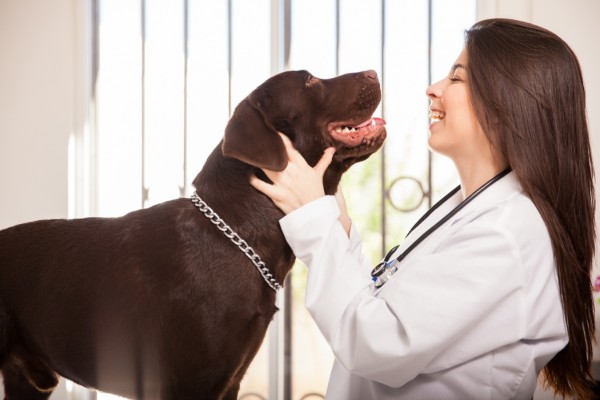 un cane viene visitato