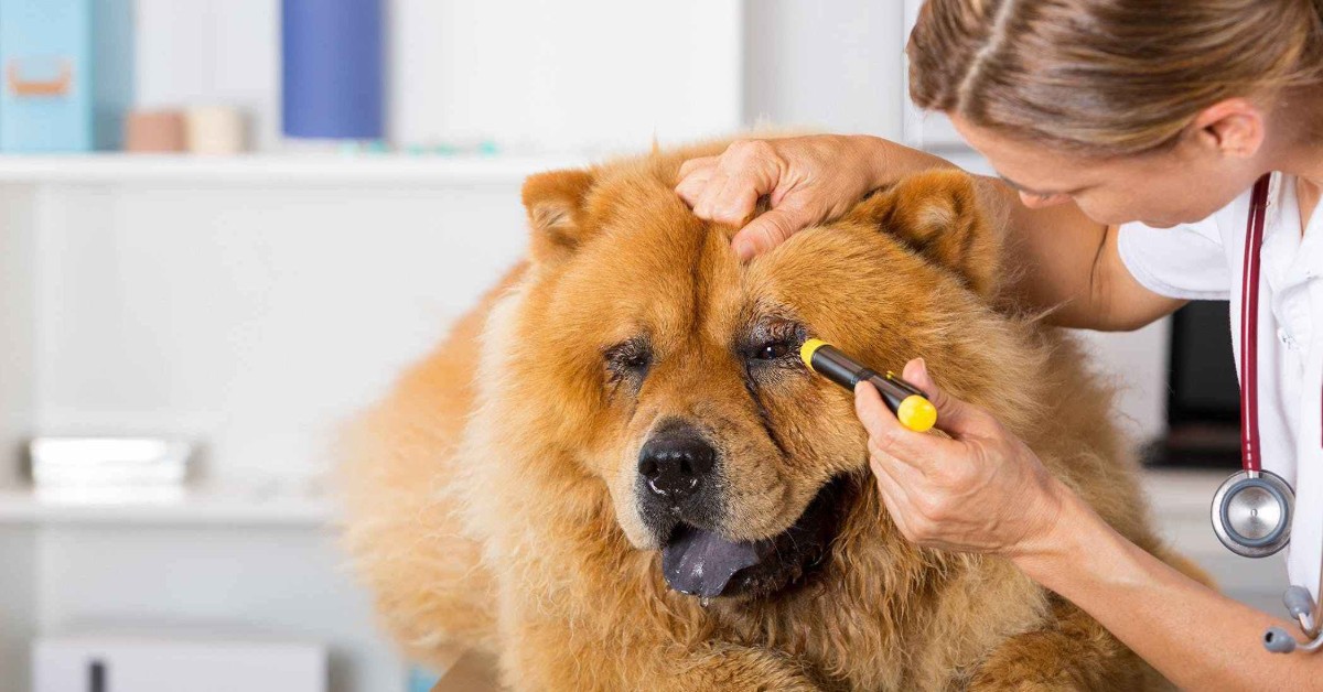 Acne nei cani, esiste? Tutto ciò che c’è da sapere