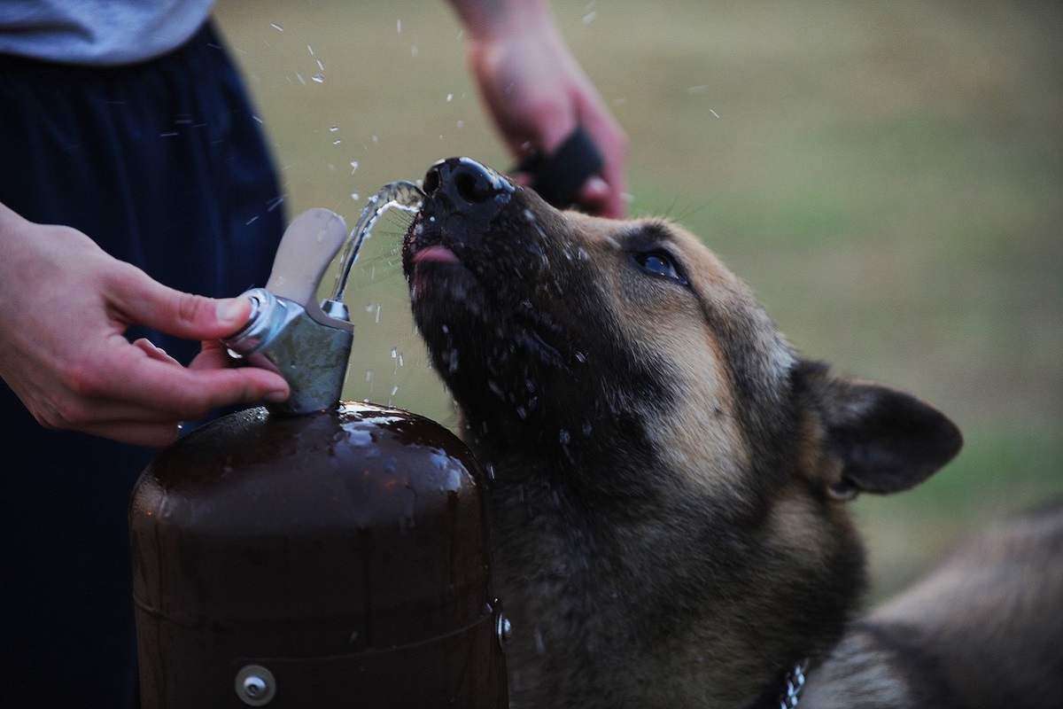 cane beve da rubinetto