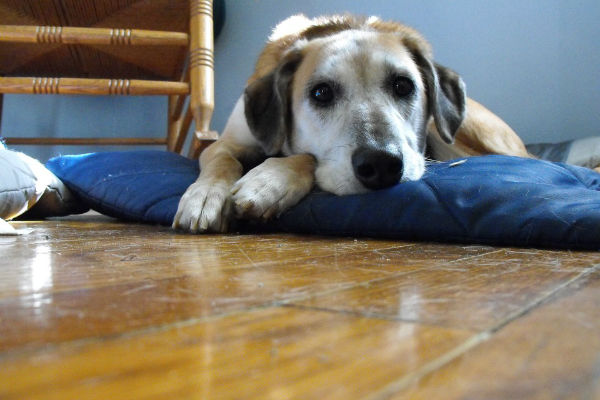 cane con defibrillazione ventricolare