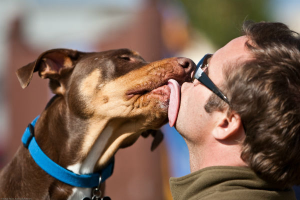 cane lecca padrone