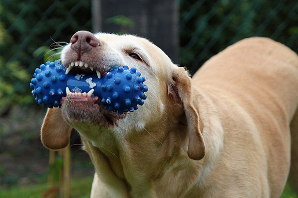 cane gioca con la pallina