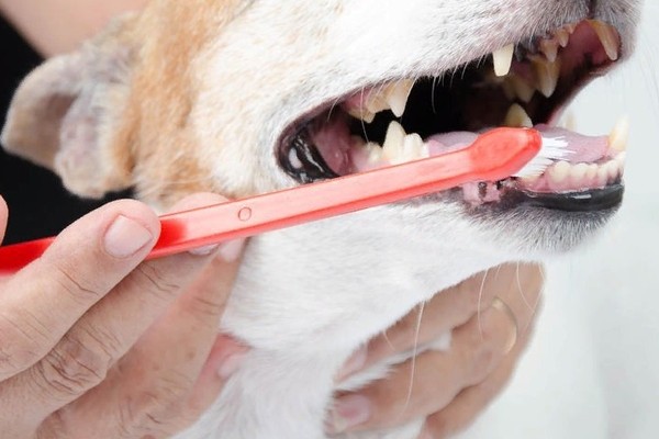spazzolare i denti del cane