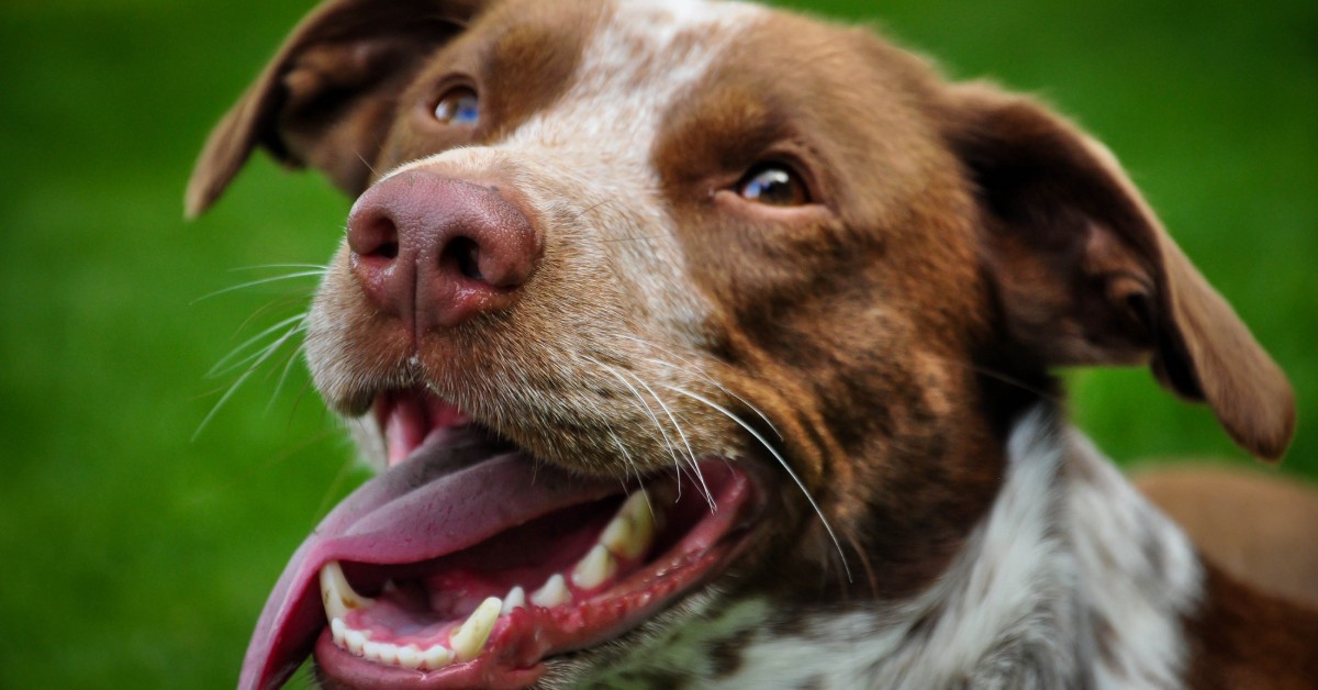 Alito del cane, come rinfrescarlo