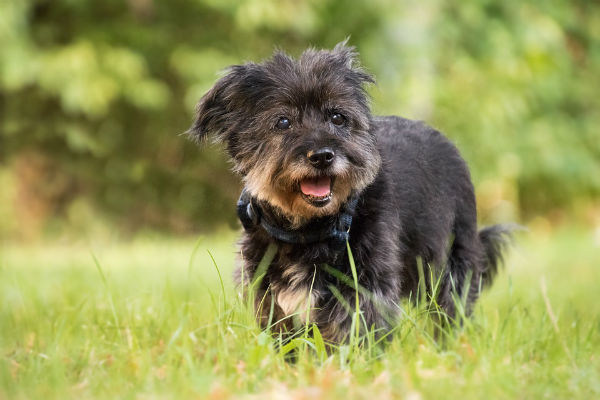 cane sul prato