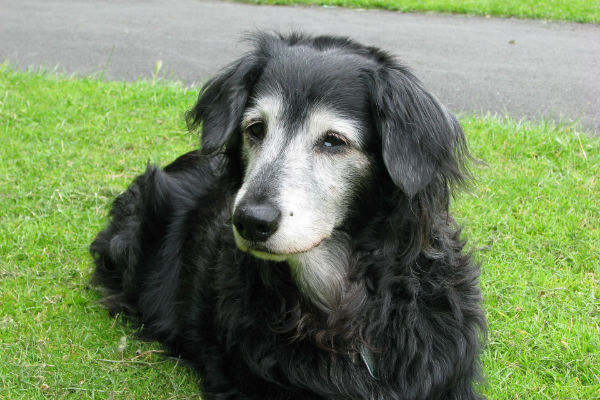 cane seduto sul prato