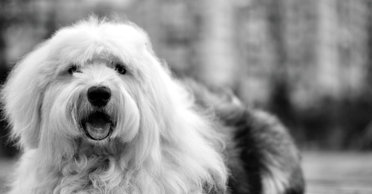 Alzheimer nel cane: sintomi, cause e cosa fare