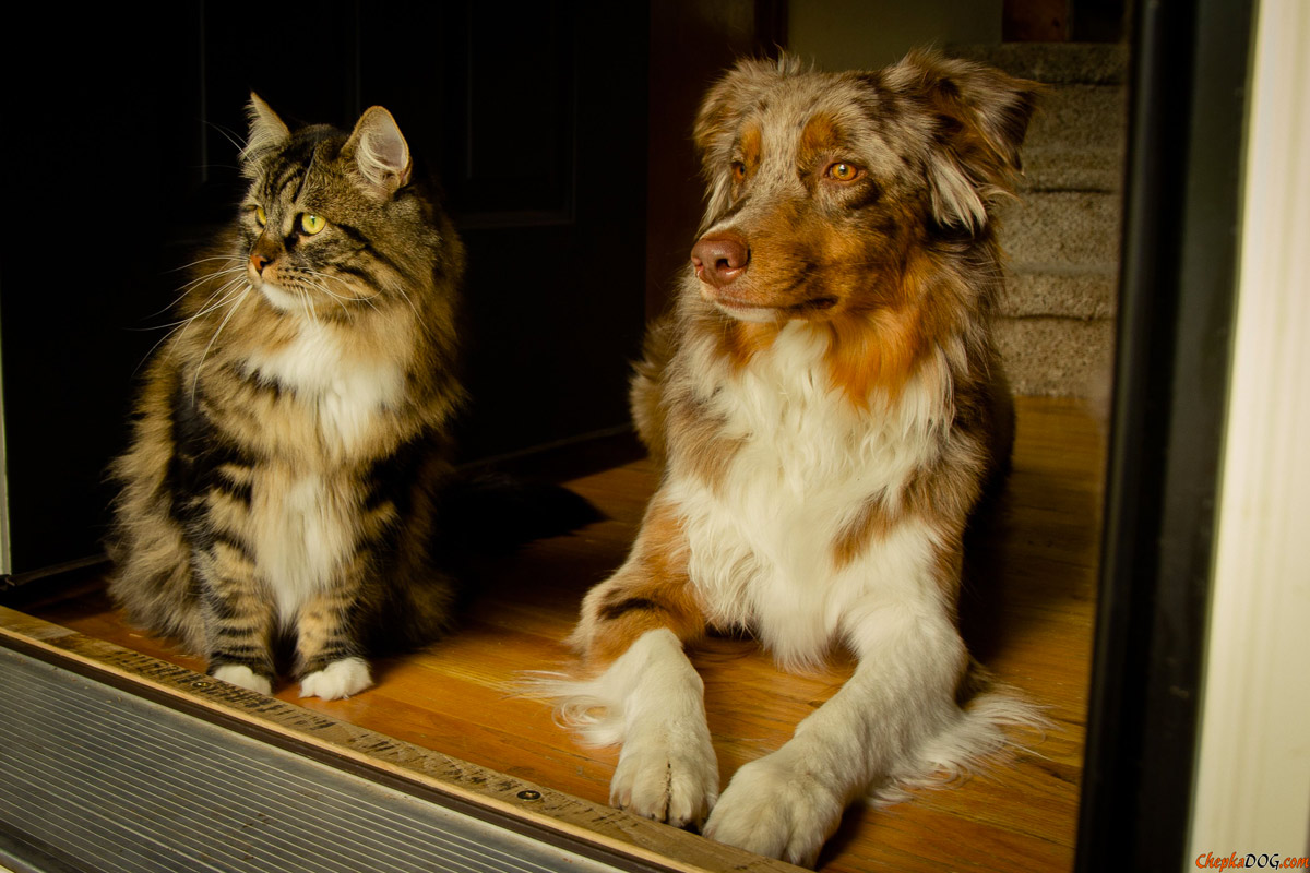 cane e gatto in attesa