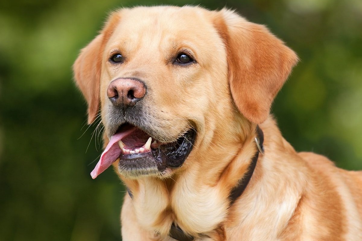 cane labrador