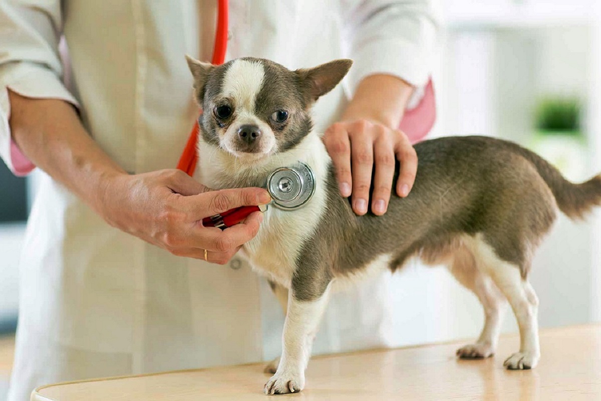 cane intimorito dal veterinario