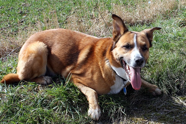 cane su prato